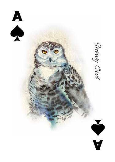 snowy owl Ace of Spades