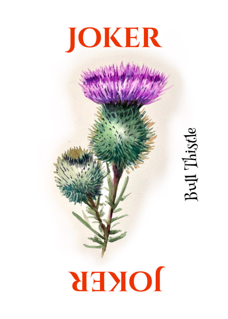 joker - bull thistle