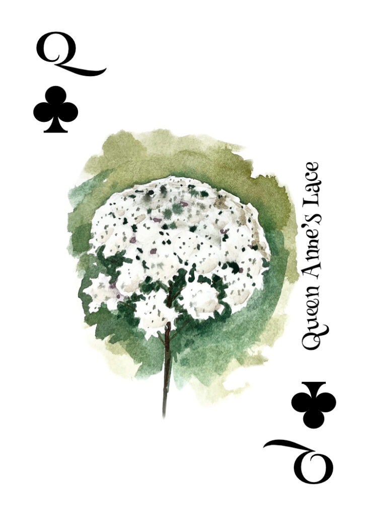 art of queen annes laces