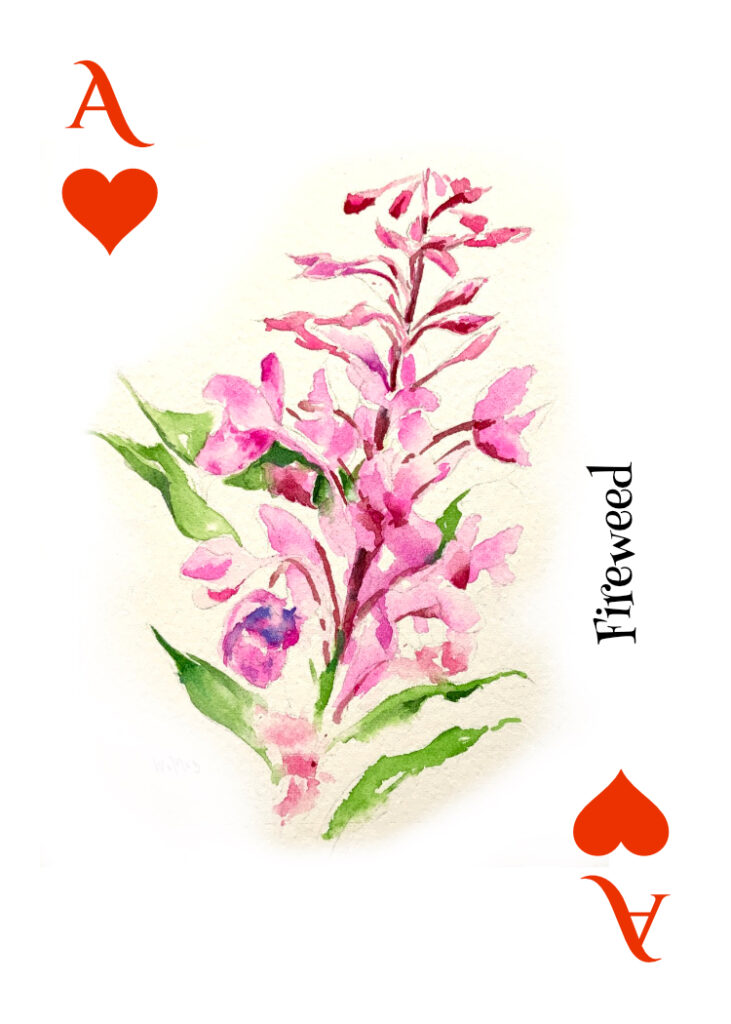 fireweed - Ace of hearts