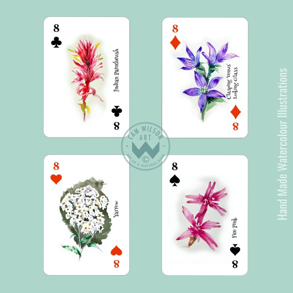 wildflower illustrated playing cards - indian paintbrush