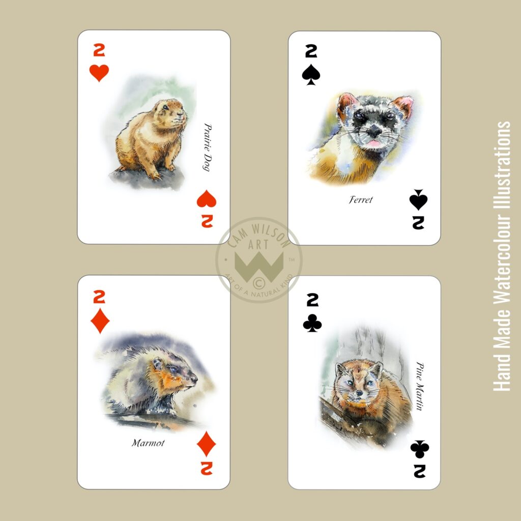 ferret